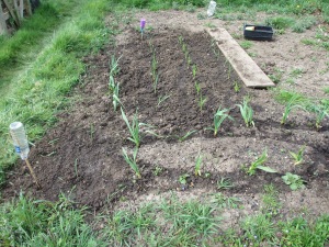 New additions to the Garlic bed