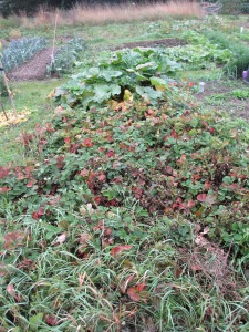 'old' Strawberry bed which is to be dug up