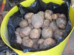 'Cara' maincrop potato