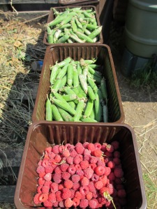 Peas - Maincrop Boogie and Summer Raspberries